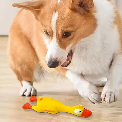 Squeaky dog toy sound duck - squeaky,