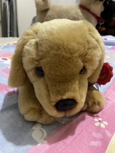 Cute fluffy golden - fluffy,